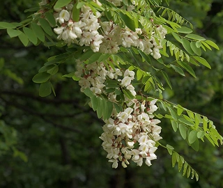 Acacia Tree Environmental Benefits